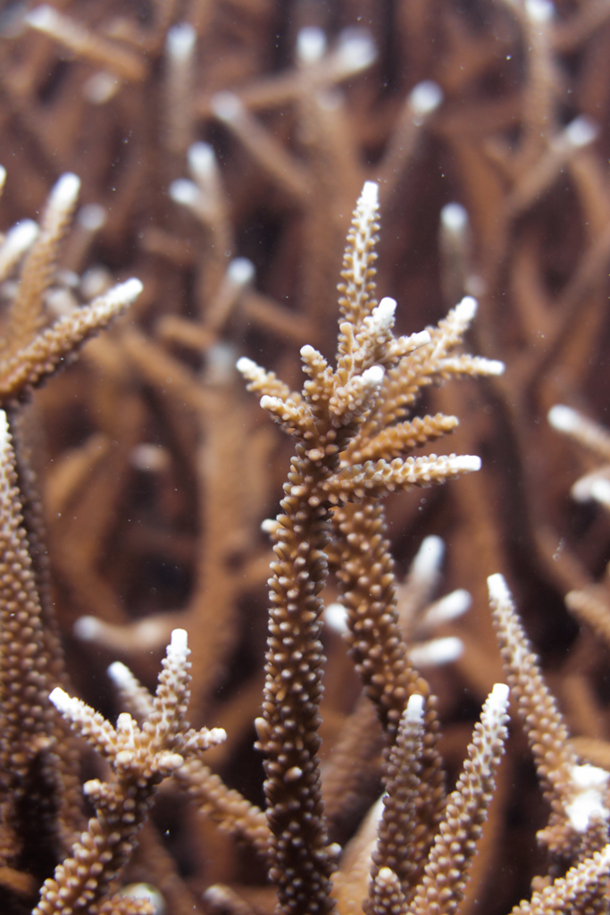 Staghorn coral